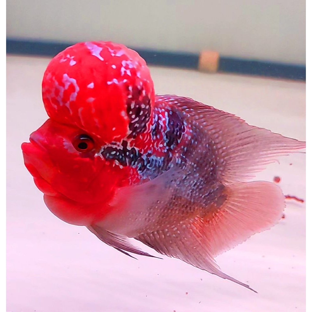 Bibit ikan Louhan SRD 3-4cm