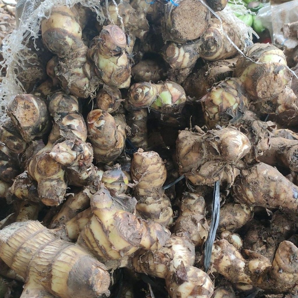 Jangklong/Ganyong ketan lereng gunung muria oleh-oleh sunan muria 1 Kg