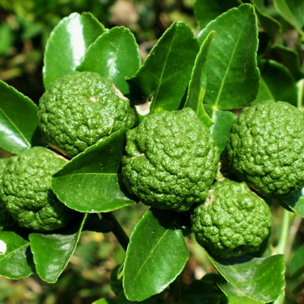 bibit jeruk purut rimbun