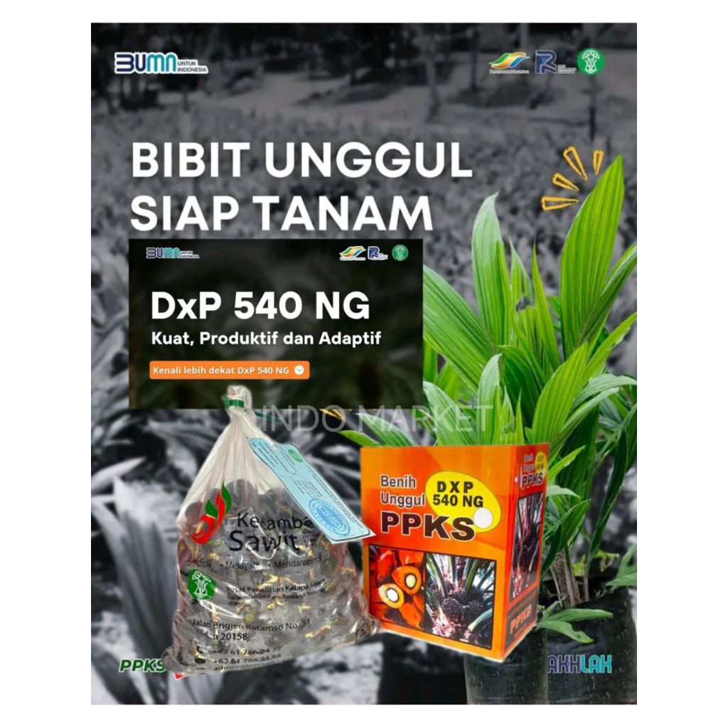 kecambah sawit ppks 239/540/dumpy/simalungun/yangambi