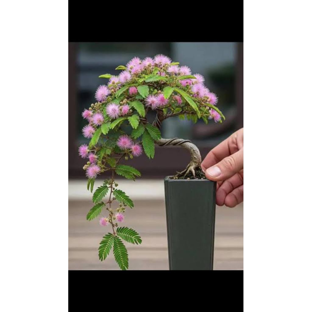 Bahan bonsay putri malu segar jumbo