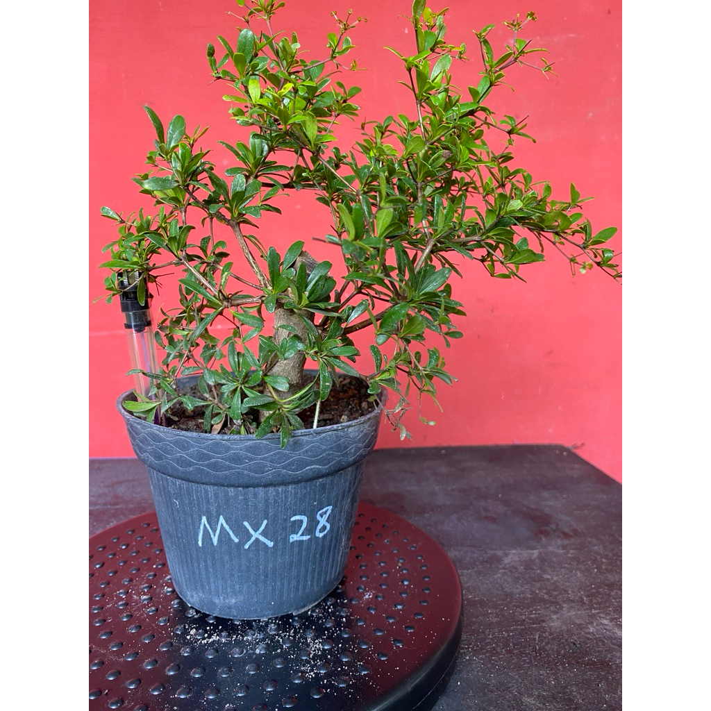 Bahan Bonsai Black Olive