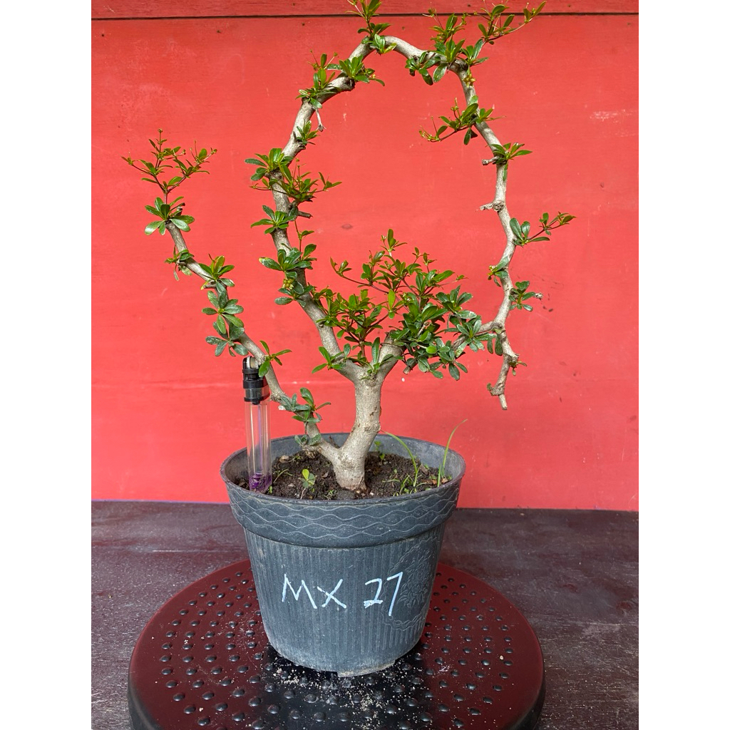 Bahan Bonsai Black Olive