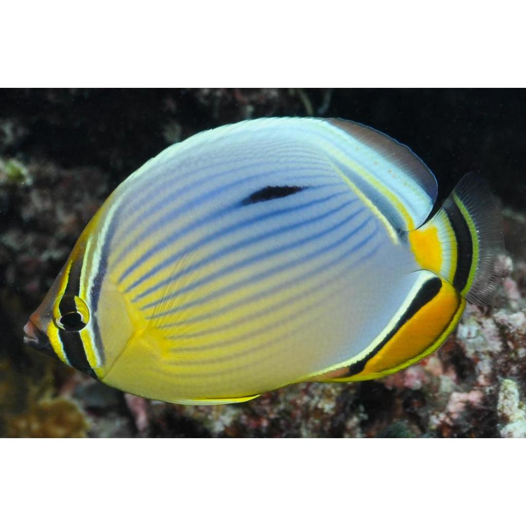Ikan Hias Air Laut Kepe Roti