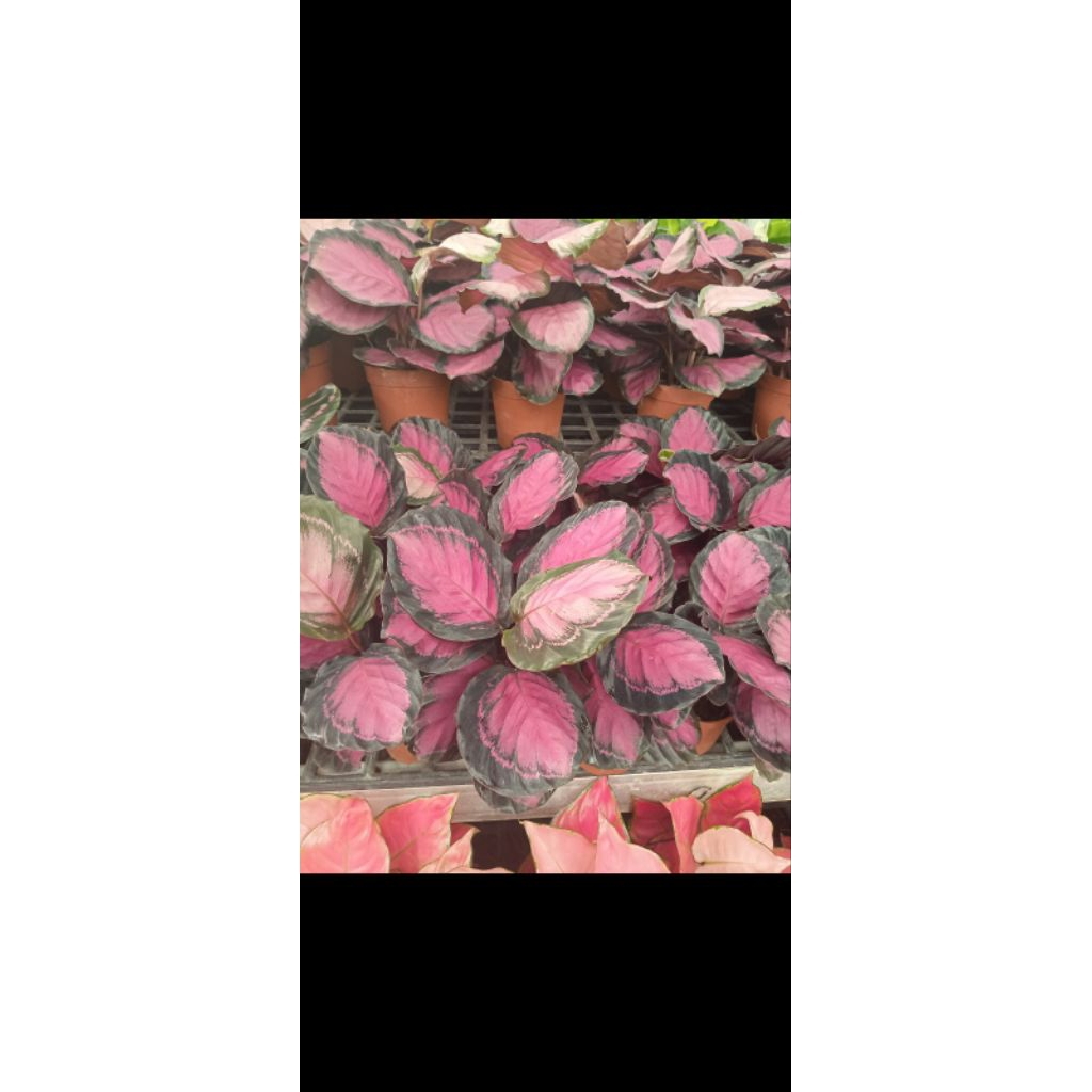 Calathea Crimson Rimbun Original