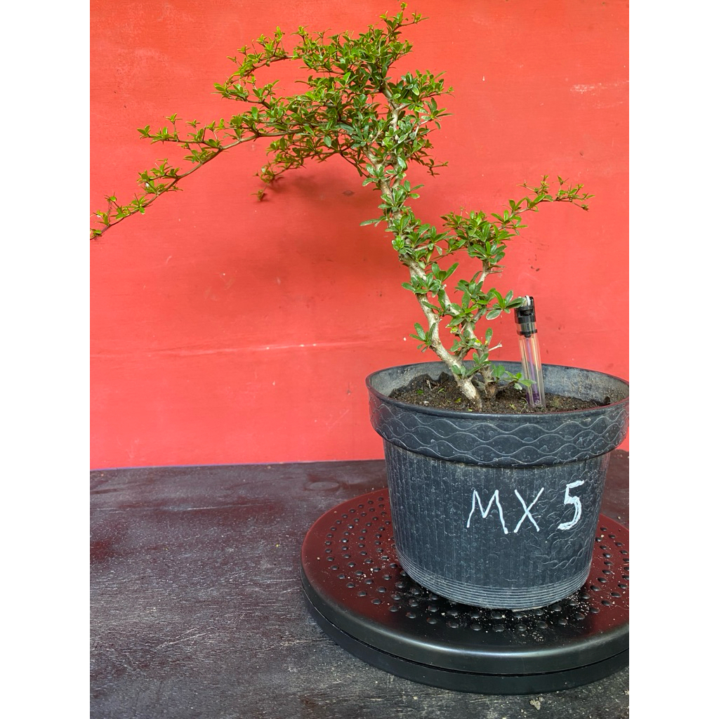 Bahan Bonsai Black Olive