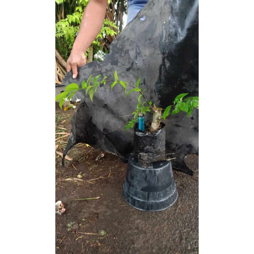 Bahan Bonsai Anting Putri Batang putih