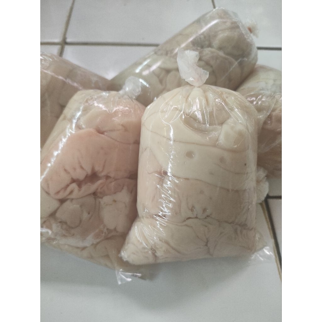 Usus besar Babi  - tuahwan Babi