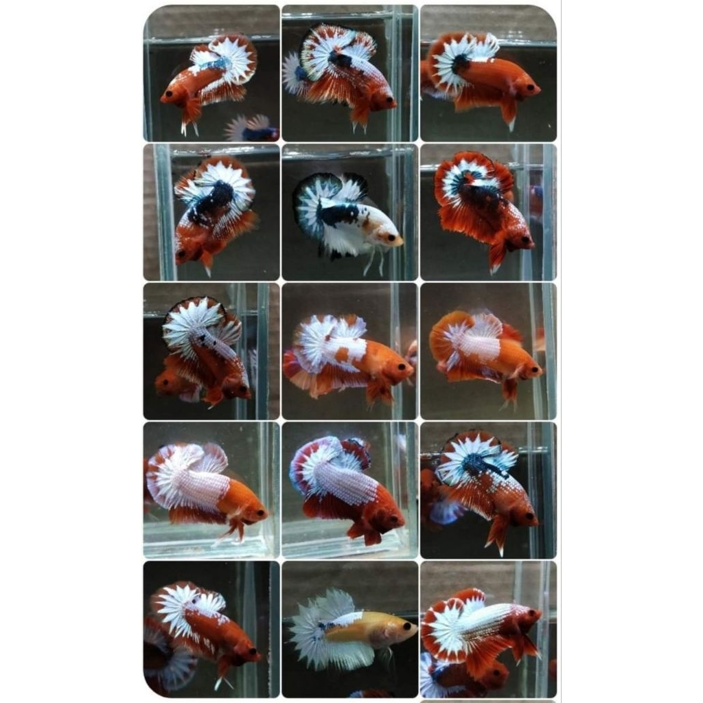 BAHANAN FCCP MALE/FEMALE