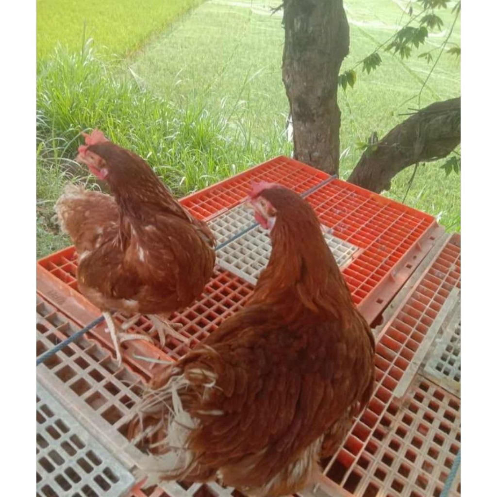 Ayam Merah Petelur, Petelur Ayam