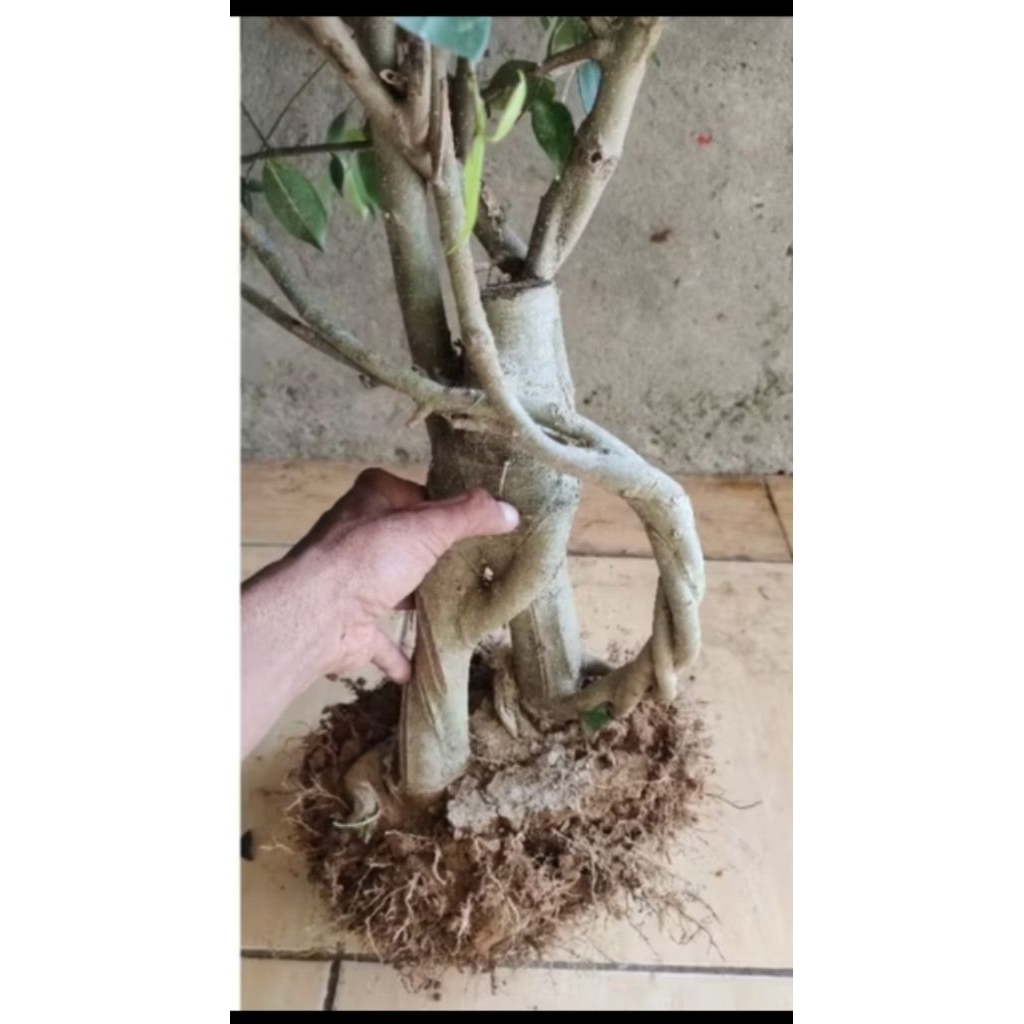 bahan bonsai ficus beringin lokal realpic sesuai gambar
