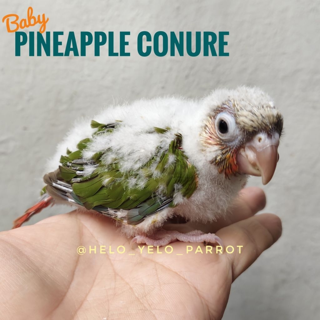Pineapple Conure