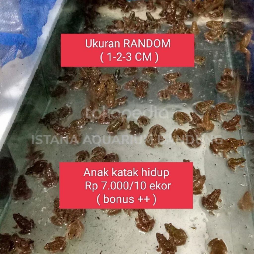 pakan ikan predator / ikan arwana / ikan channa