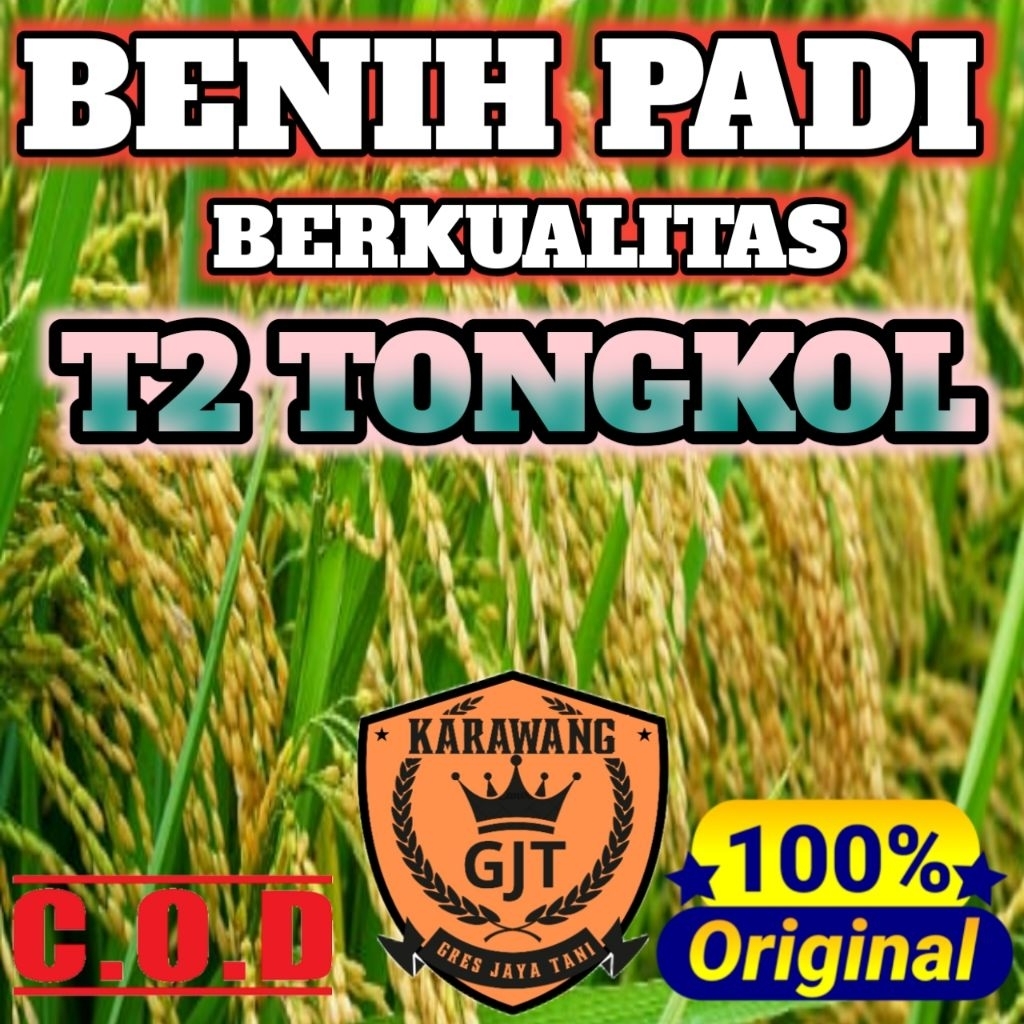 BENIH PADI T2 TONGKOL BERKUALITAS ORIGINAL KEMASAN 5KG