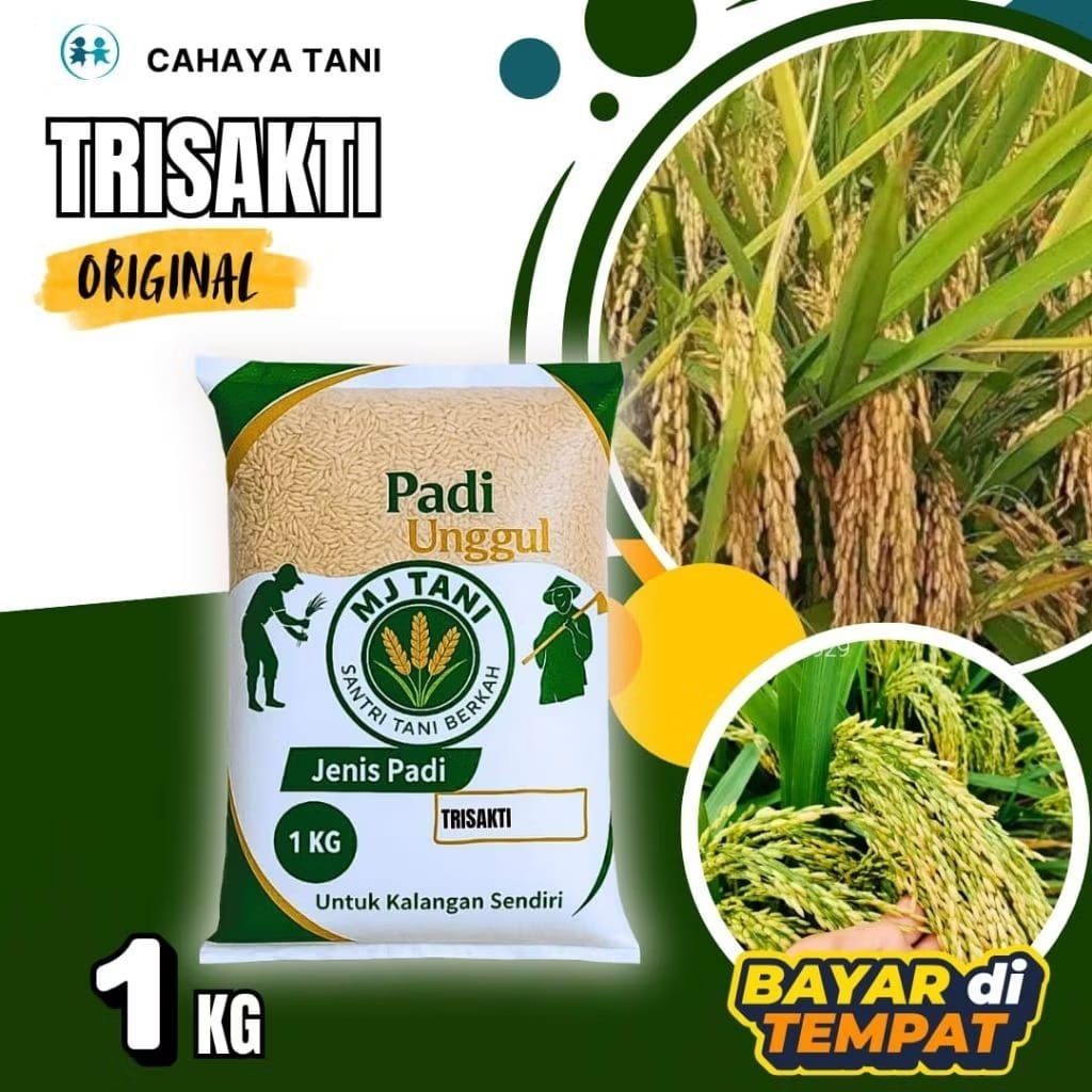 bibit padi unggul Trisakti original 1kg