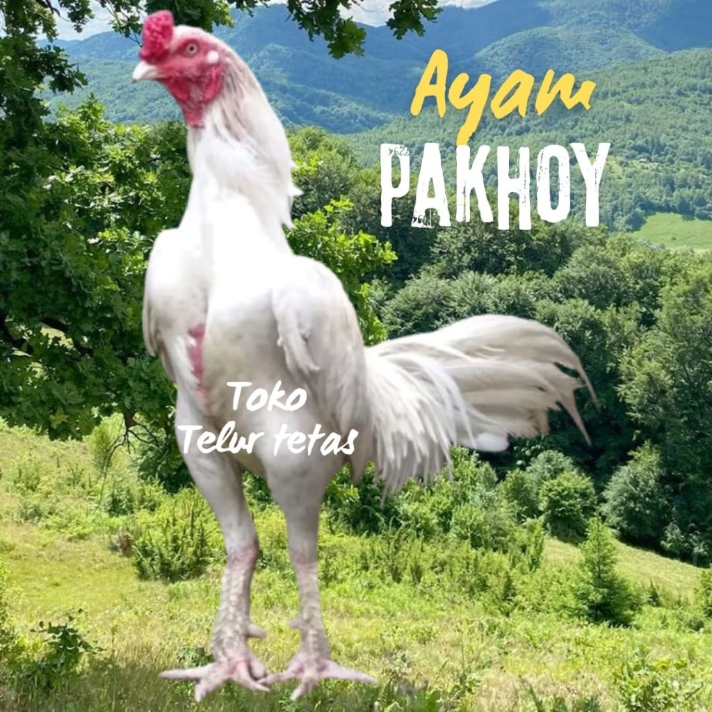 telur ayam pakhoy drumband ori untuk ditetaskan