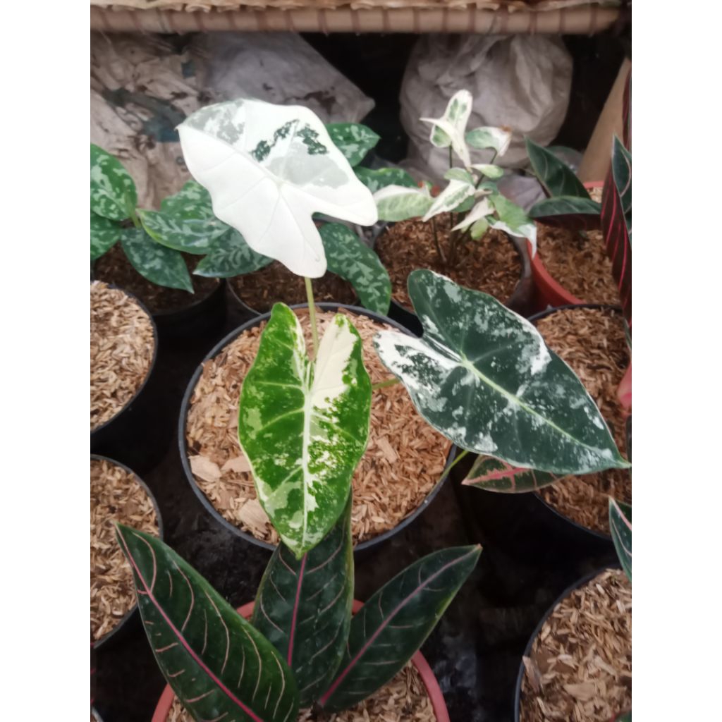 alocasia frydek variegata