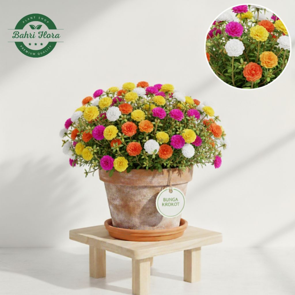 Bunga Krokot Hidup 10 Batang Mix Warna Cerah, Tanaman Hias Gantung Bunga Krokot