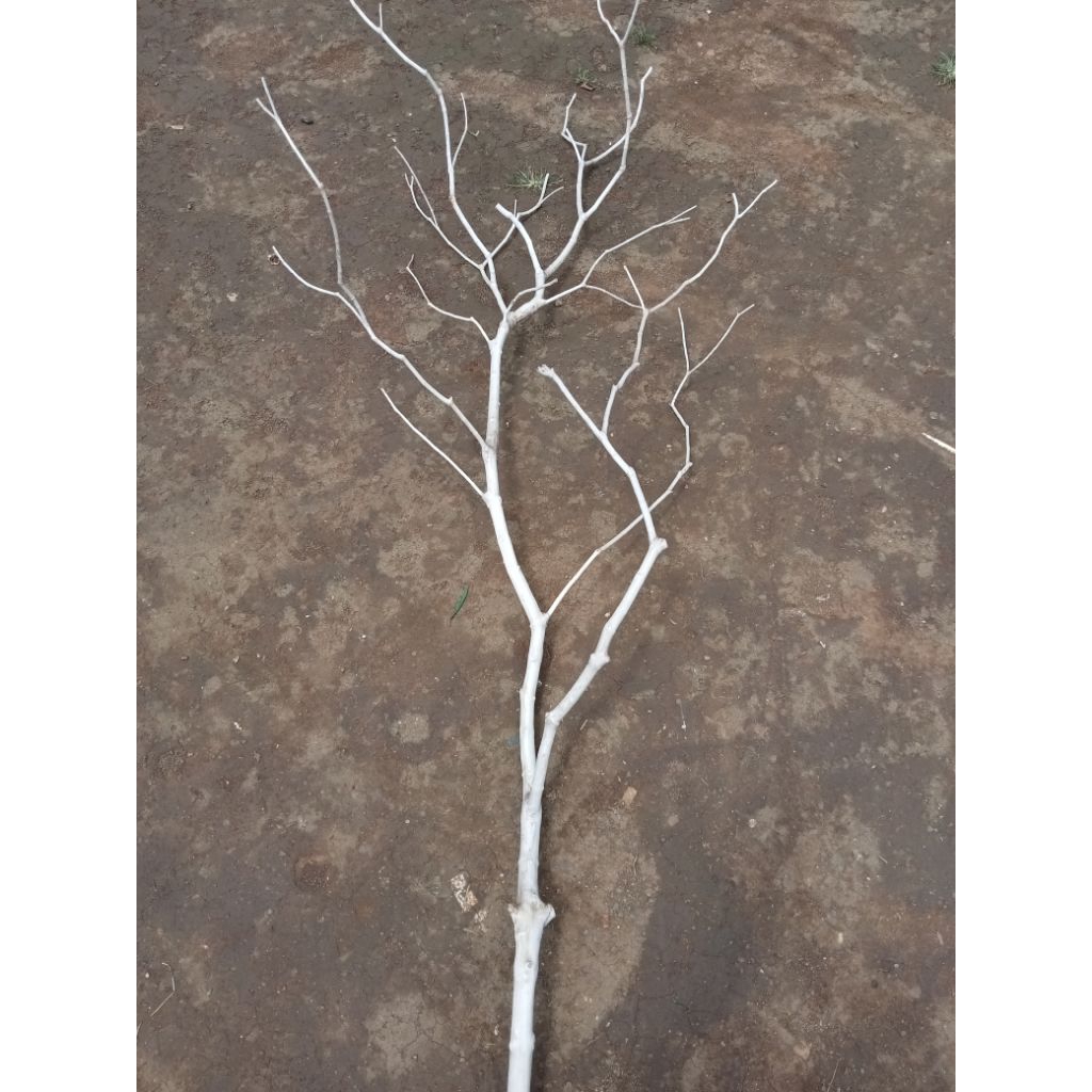 Ranting Pohon Dekorasi/Dahan Kayu Bercabang Alami