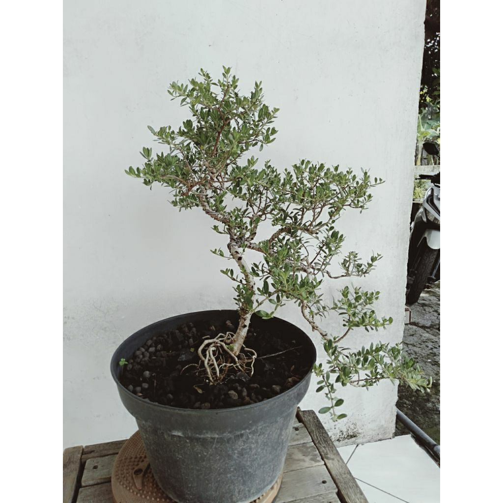 bonsai santigi