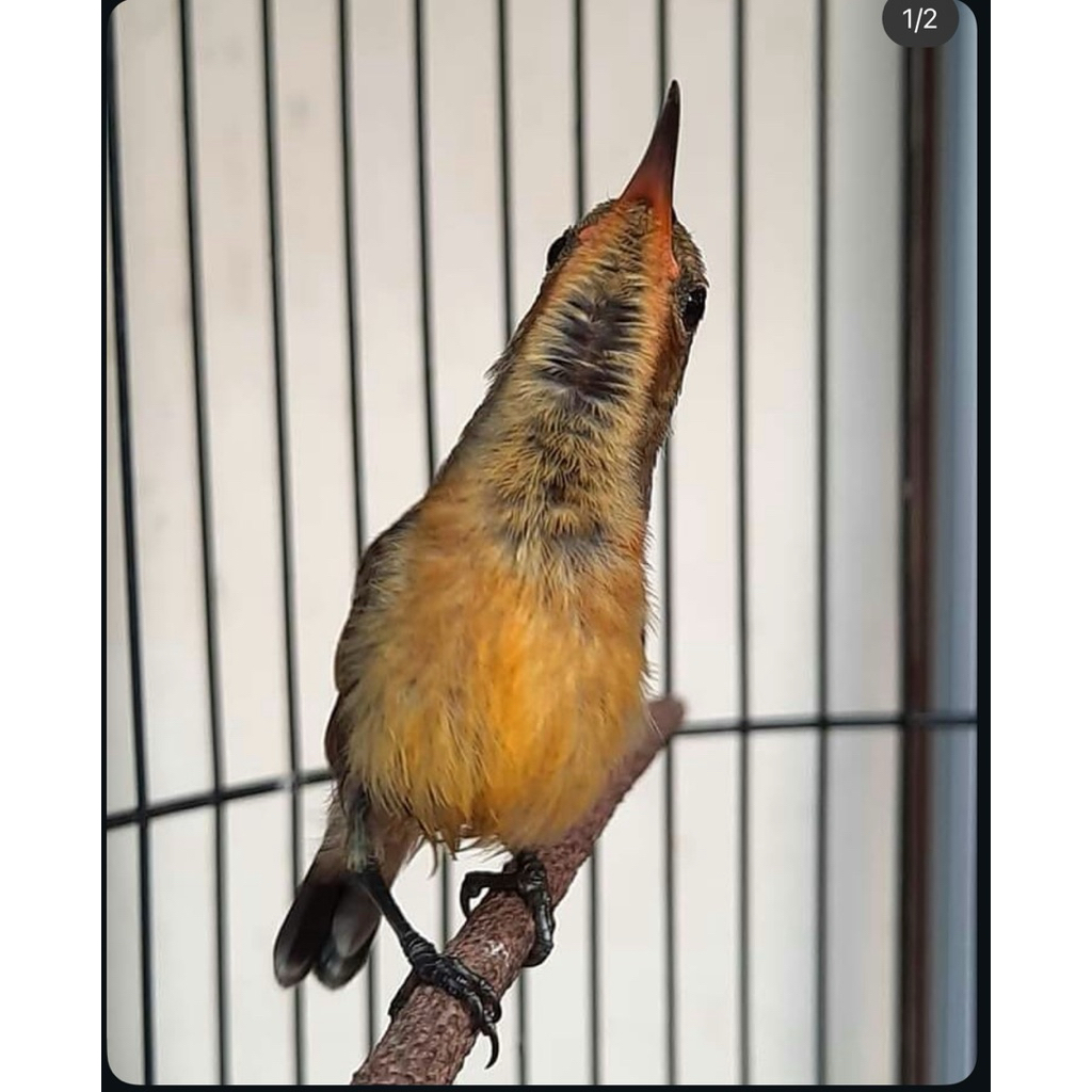 KONIN IJOAN (NATUNA) SORTIRAN JANTAN