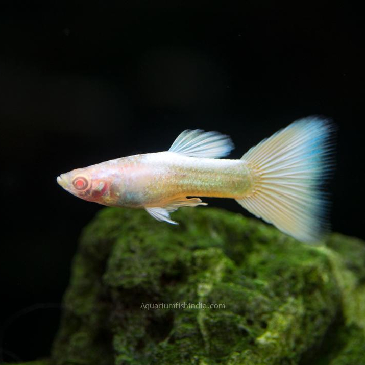 hiasan guppy albino full platinum