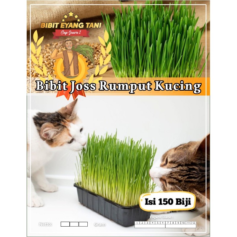 Bibit Joss Rumput Kucing | Biji Benih Rumput Kucing | Wheatgrass