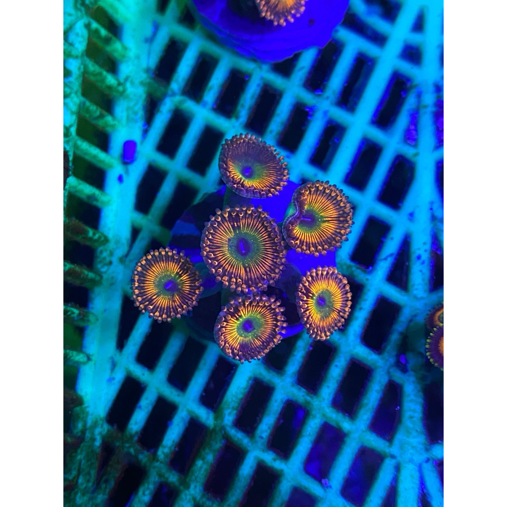 coral softies zoa WYSWYG