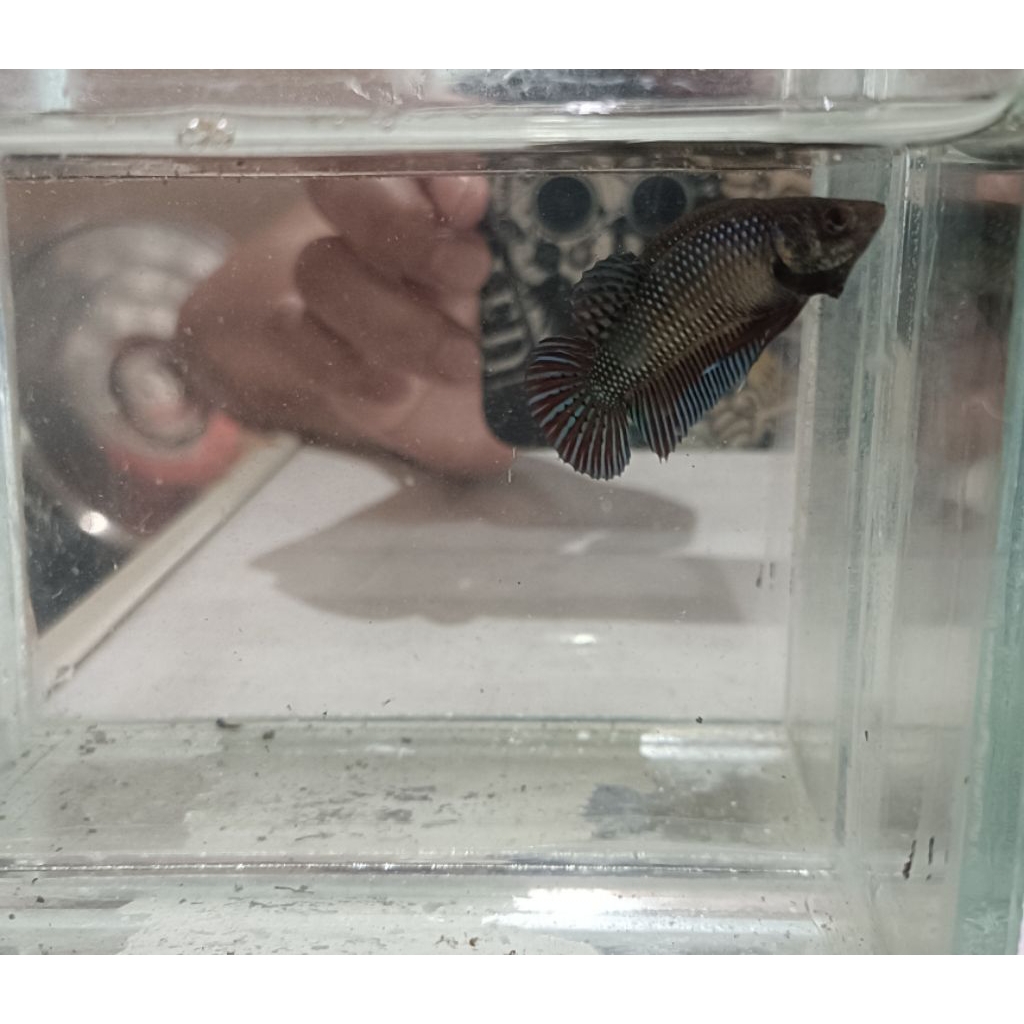 wild Betta mahachai female real pict