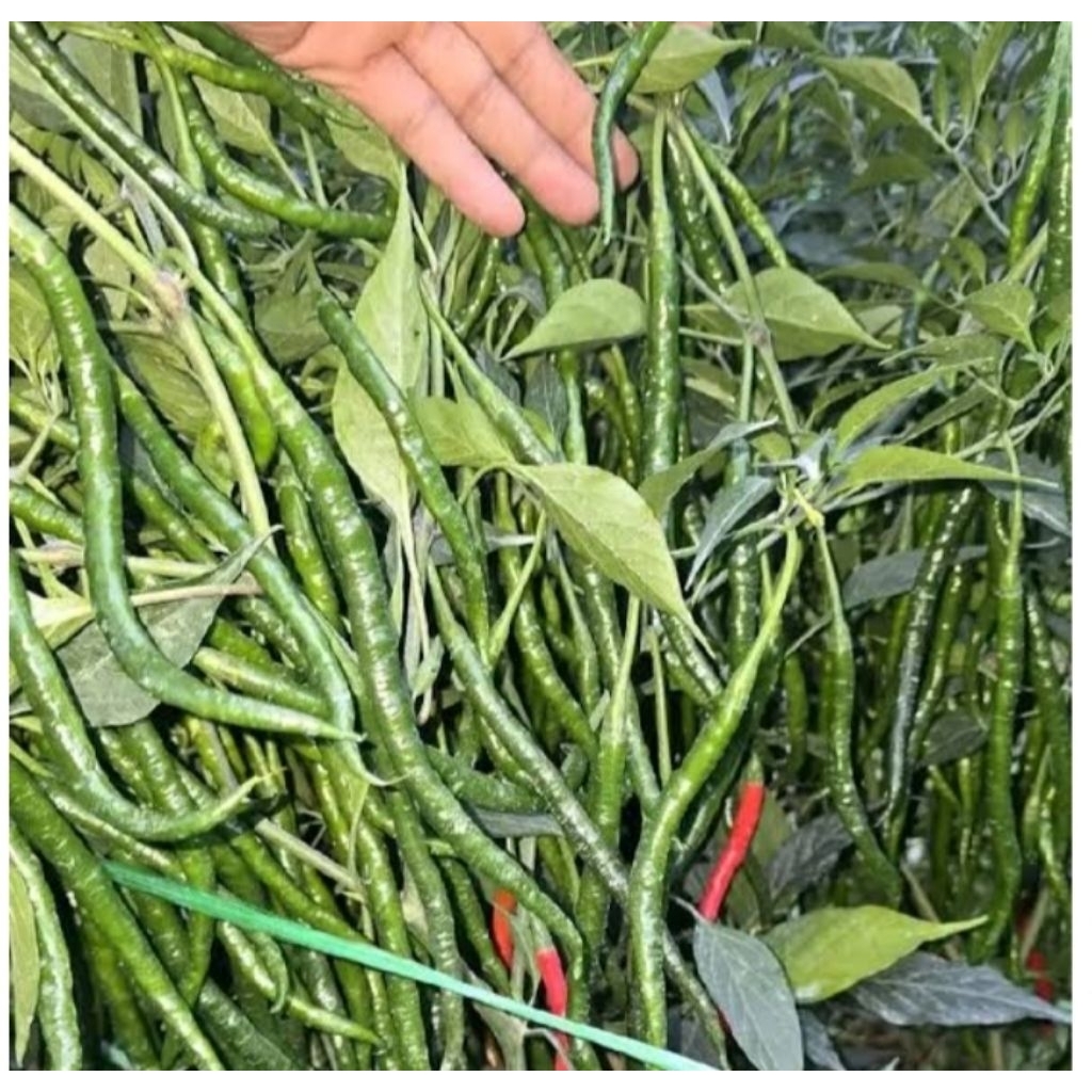 Benih Cabe Lokal BATU GARUT Benih Cabe Yang Mudah untuk di tanam TANPA RIBET Kemasan 15gram