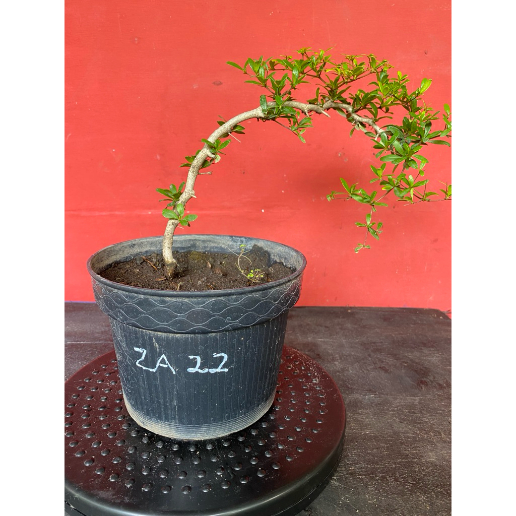 Bahan Bonsai Black Olive