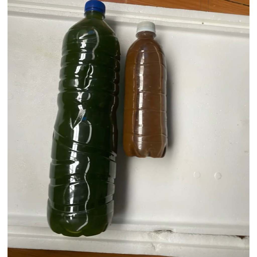 Green water/Chlorella Pakan terbaik kutu air/Dhapnia magna