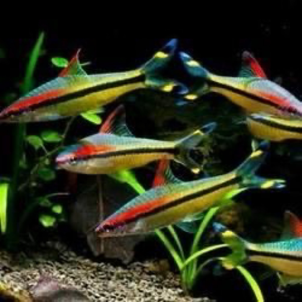 ikan hias puntius denison hanya instan