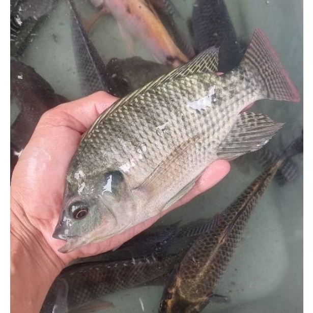 IKAN NILA HITAM SEGAR 1kg Isi 5-6 Ikan Segar Hidup Fresh 1 Kg dari Kolam Kualitas Terbaik