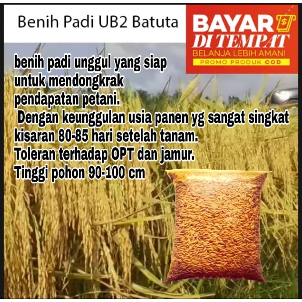 BENIH PADI UB2 BATUTA KEMASAN 5KG