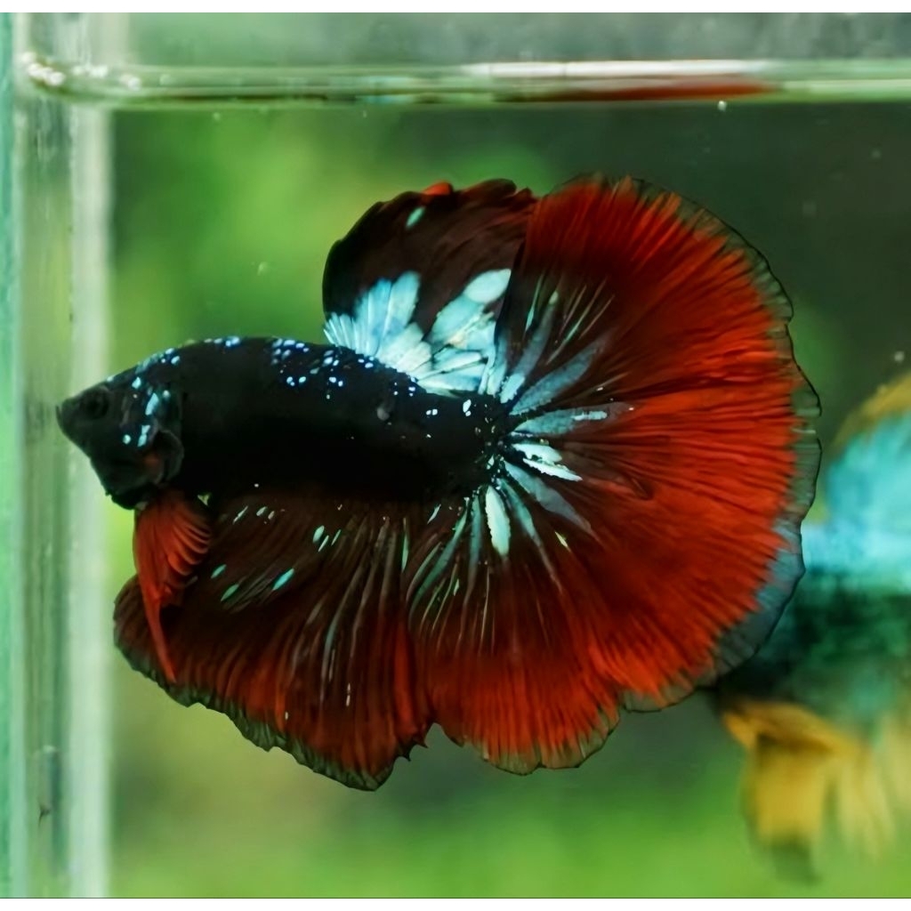 HIASAN AQUARIUM HM AVATAR