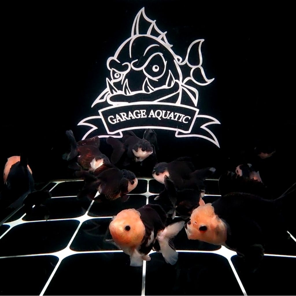 (INSTANT) KOKI ORANDA PANDA IKAN HIAS AQUARIUM KOLAM