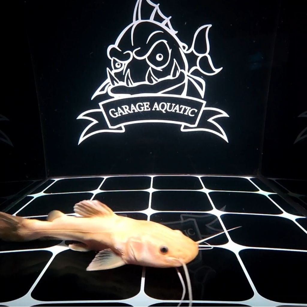 (INSTANT) RED TAIL CATFISH PHANTOM RTC IKAN HIAS PREDATOR EKSOTIS AQUARIUM KOLAM