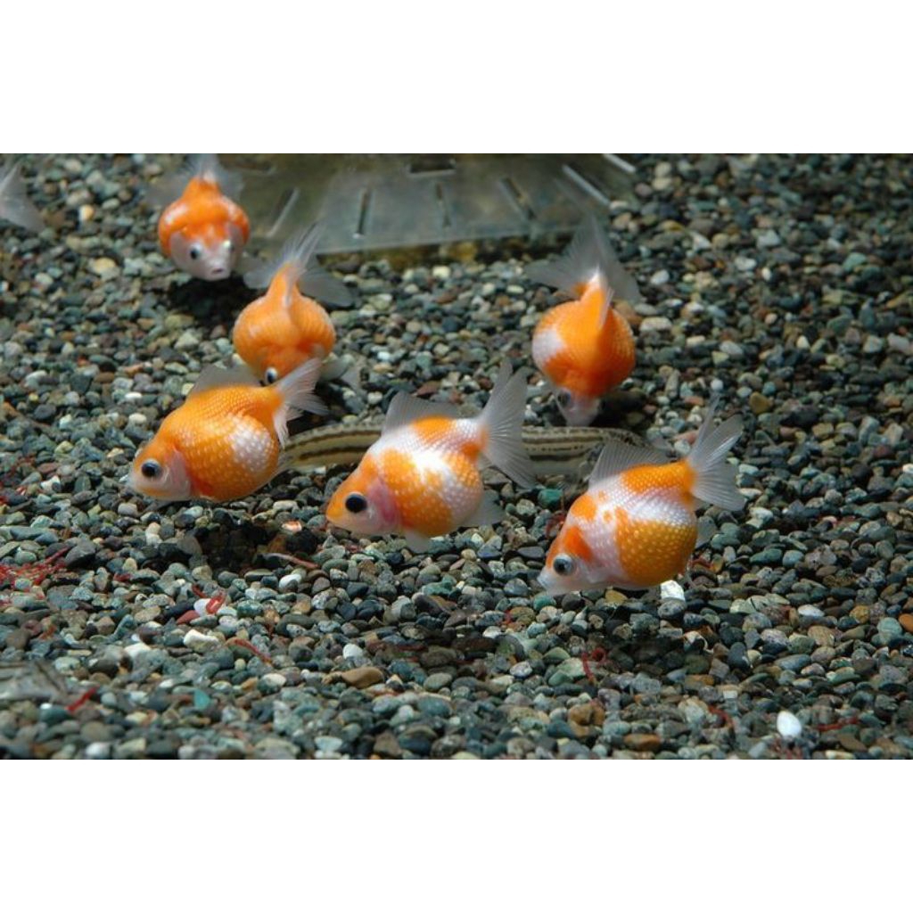 ikan hias gembul air tawar aquarium mas koki MUTIARA TIKUS ISI 4 EKOR