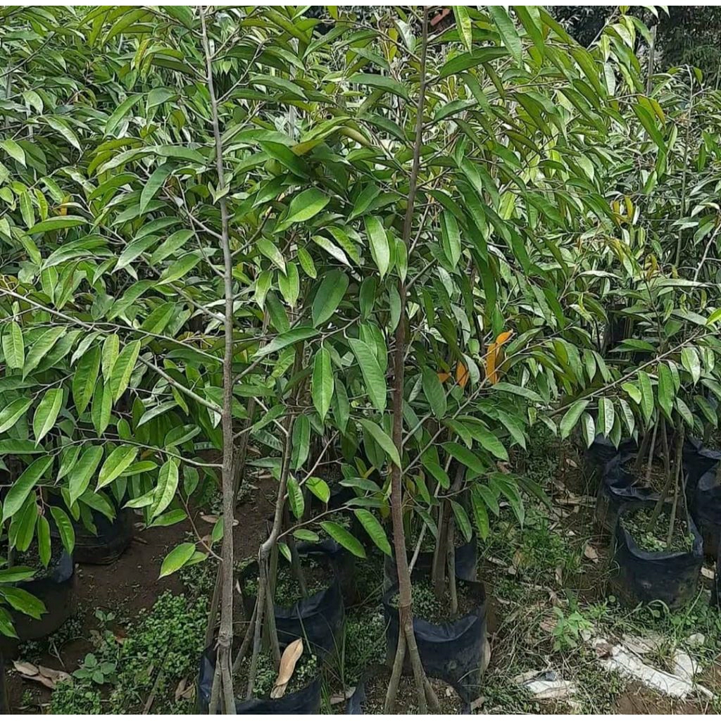 bibit durian oche/duri hitam kaki 3 hasil okulasi tinggi 2 meter siap tanam