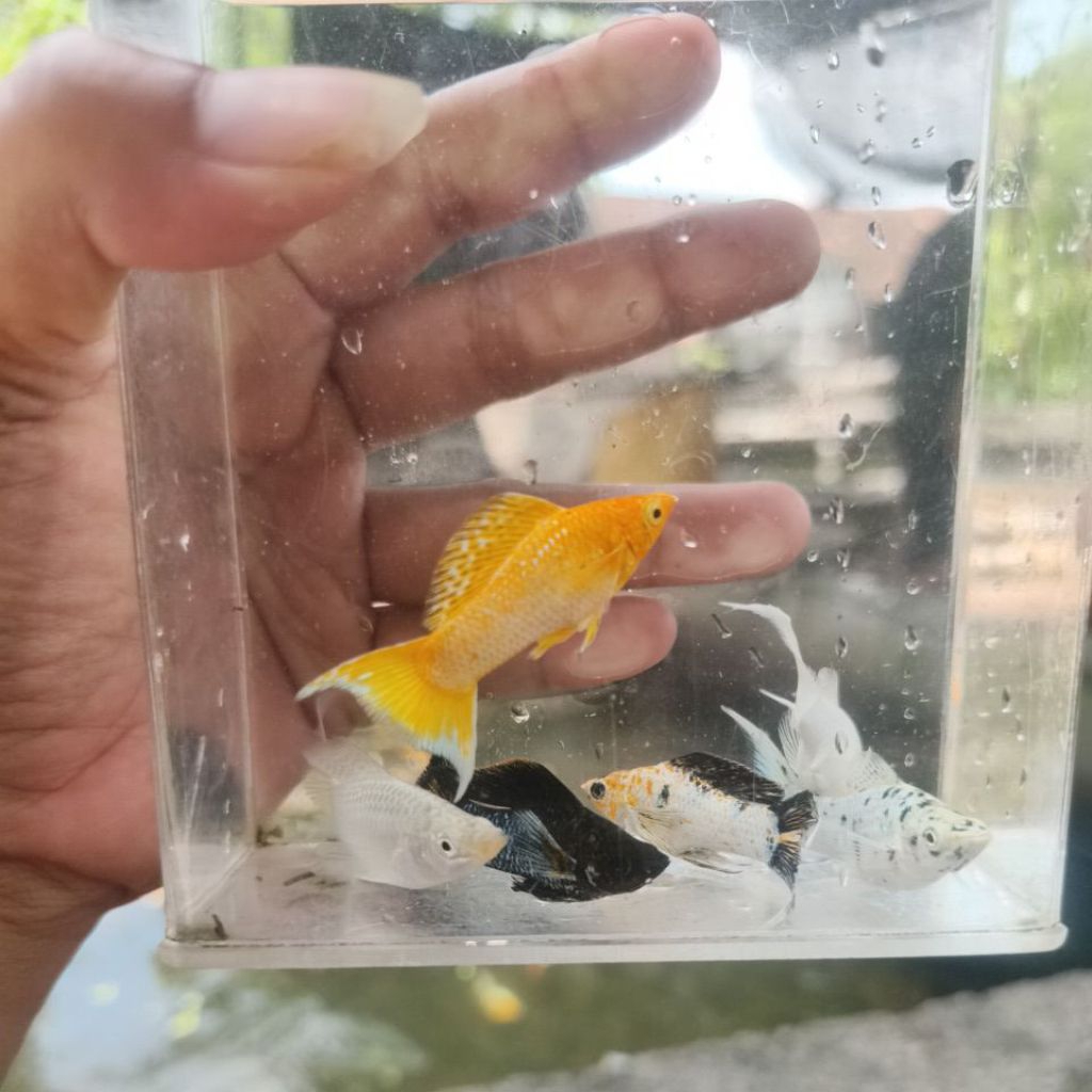 molly long body lyretail