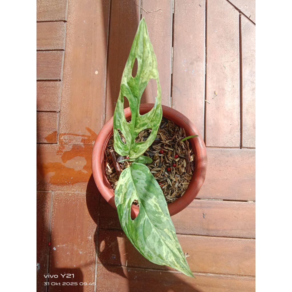 adansoni variegata lokal/janbol variegata lokal 2 daun