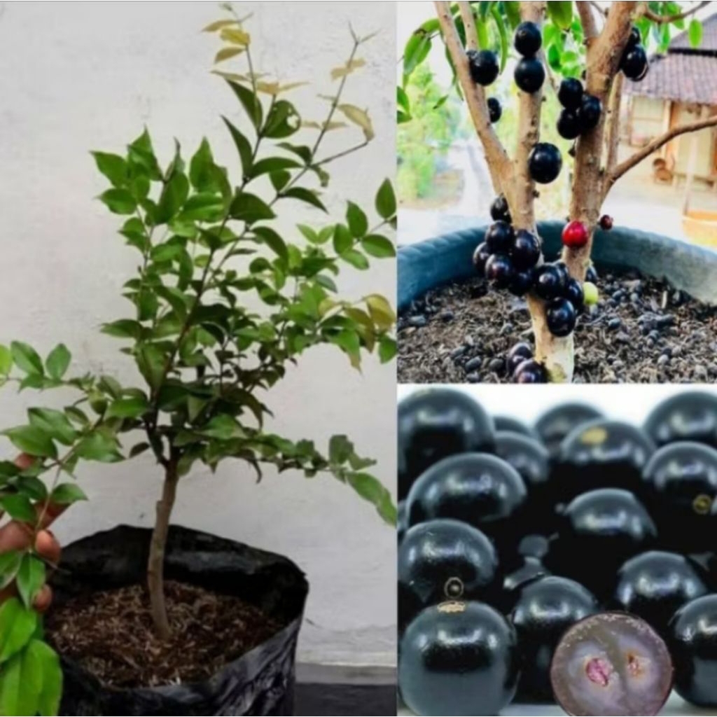 (BISA COD) POHON BUAH ANGGUR BRAZIL - ANGGUR BRAZIL - BUAH ANGGUR