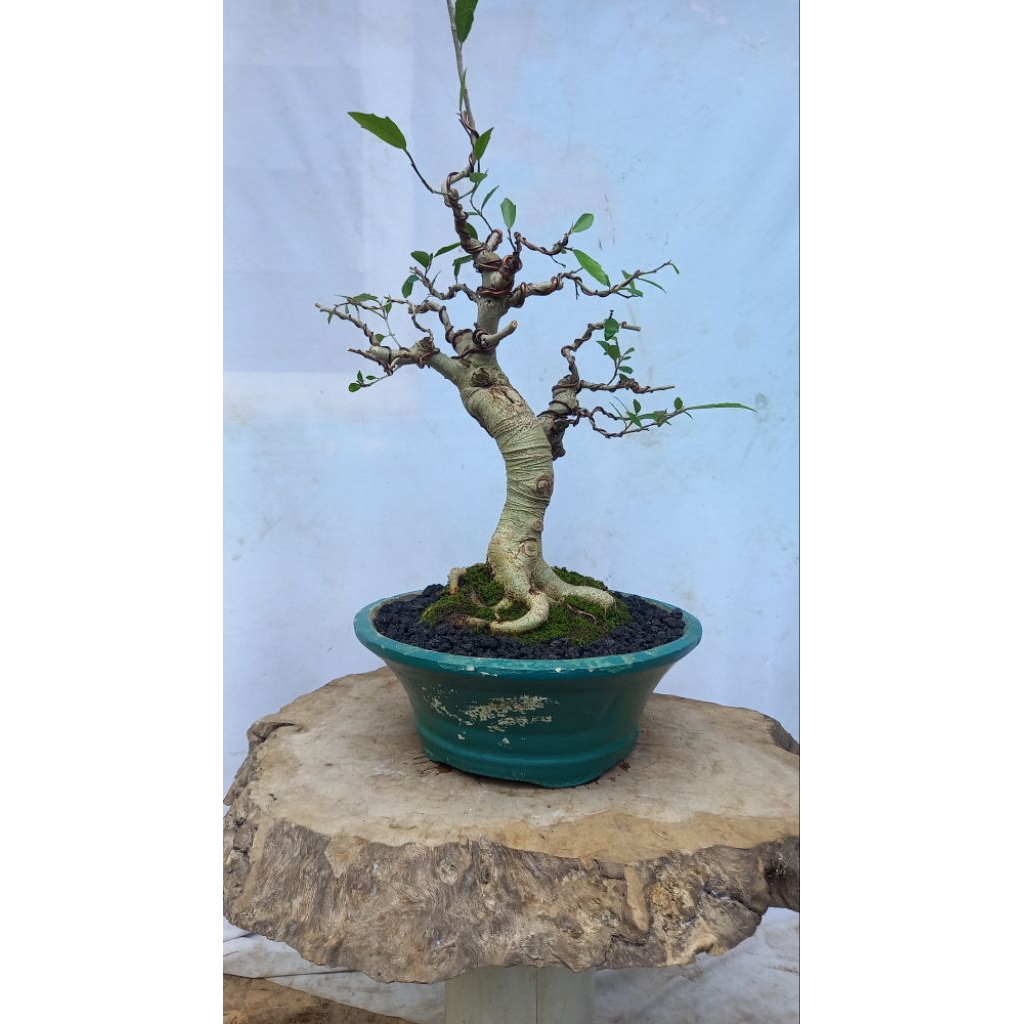 BONSAI FICUS AMPLAS/AMPLAS PUTIH