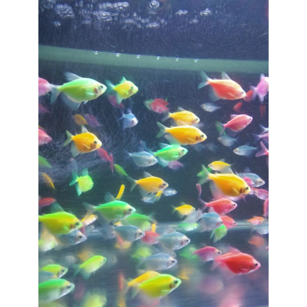 Glowfish tetra paket 30 ekor