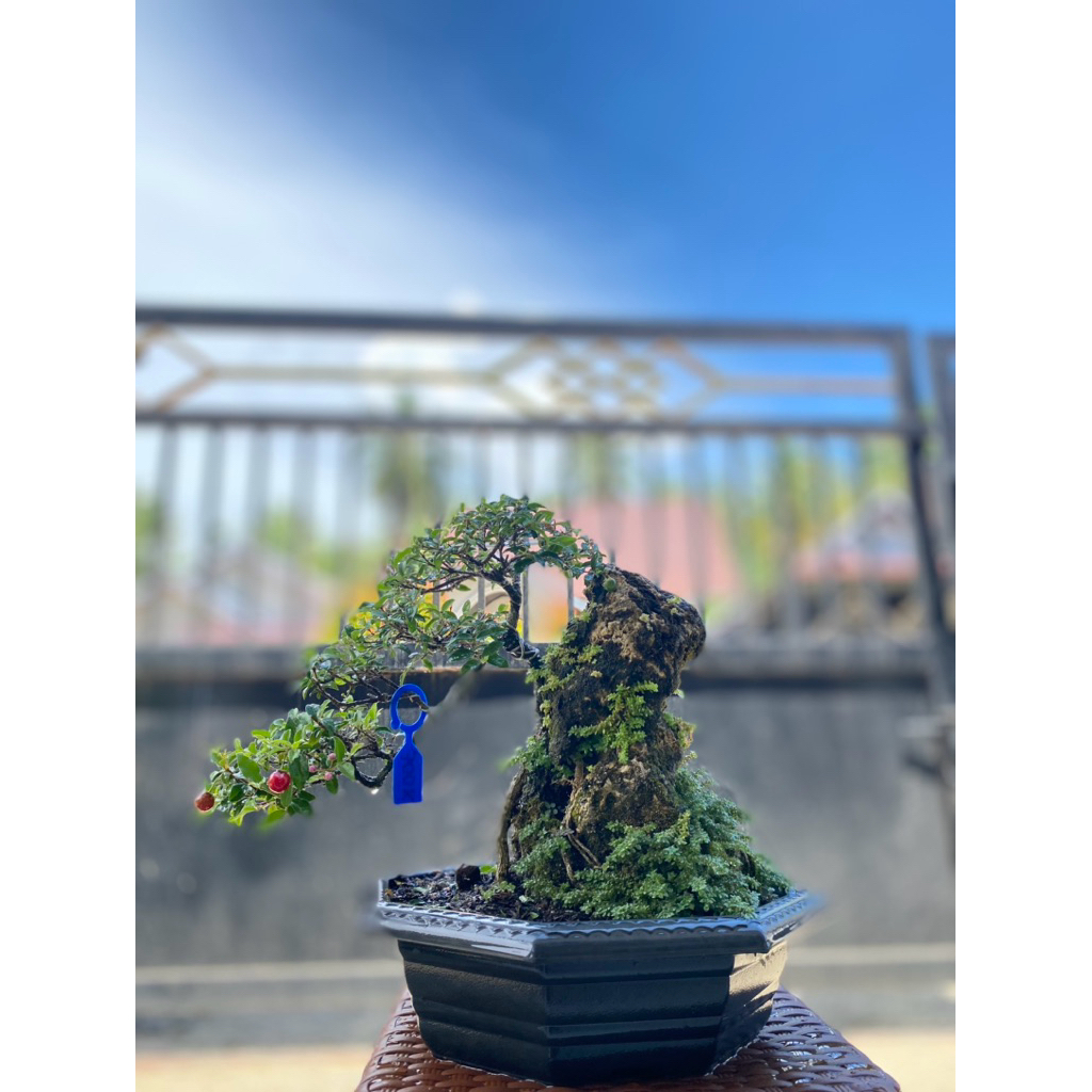 Bonsai siap Pajang Sakura
