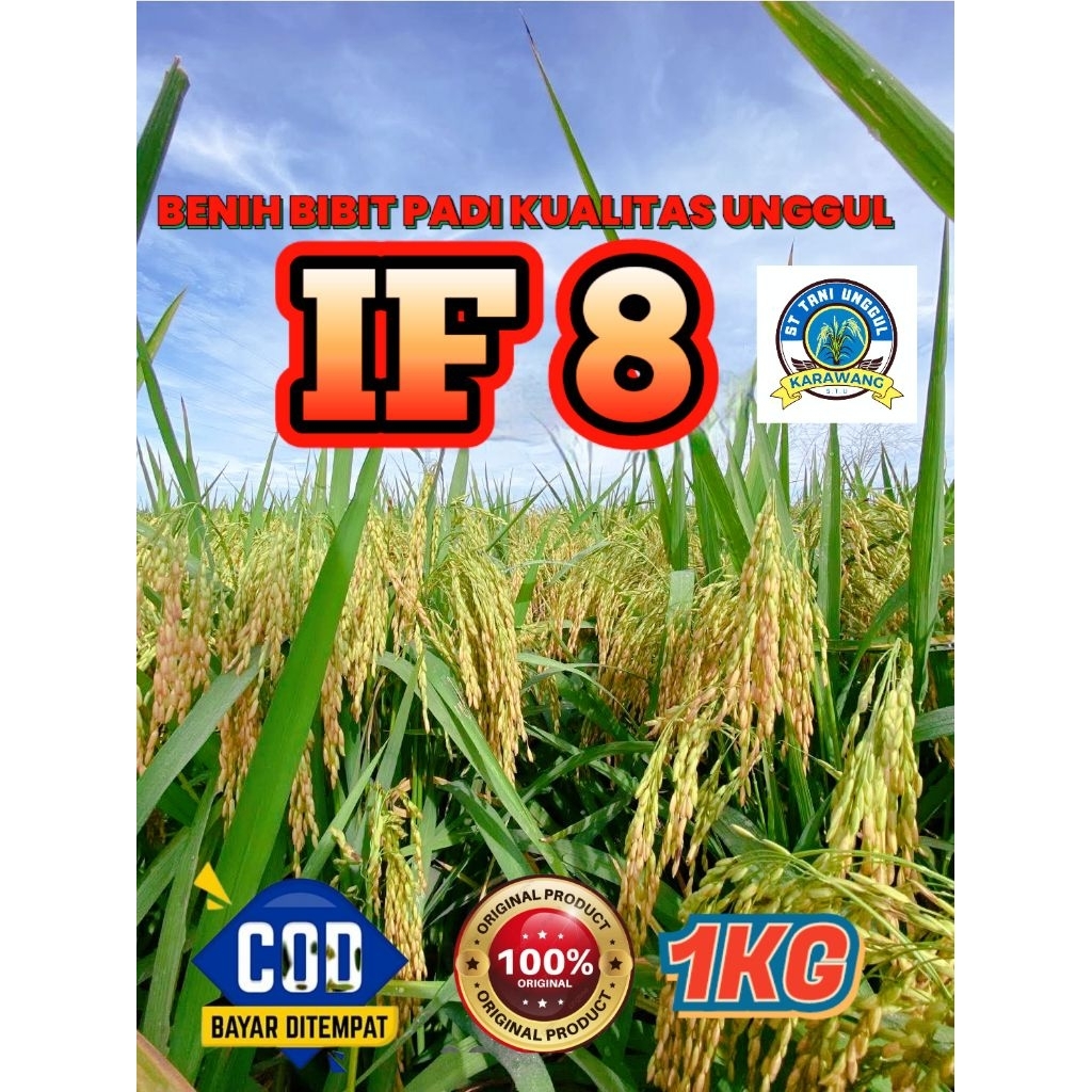BENIH BIBIT PADI BERKUALITAS UNGGUL IF 8 KEMASAN 1KG