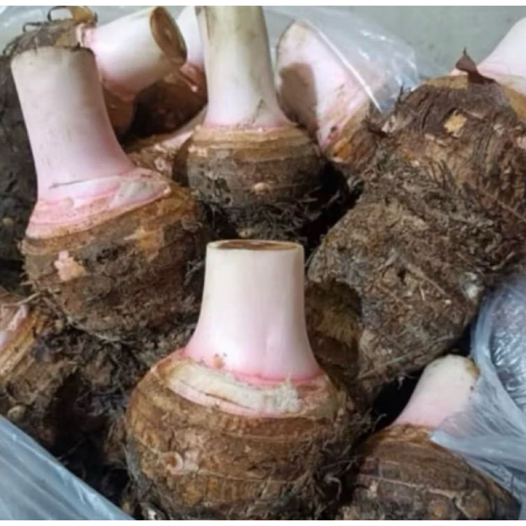 UBI TALAS BOGOR 1KG/TALAS BENTUL/ TALAS KETAN BOGOR PULEN/TALAS PULEN/TALAS KETAN/TALES/BENTOL/TALAS