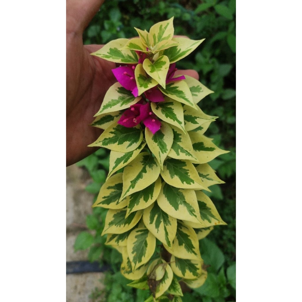 Bibit Bougenville Singapore Ungu Varigata