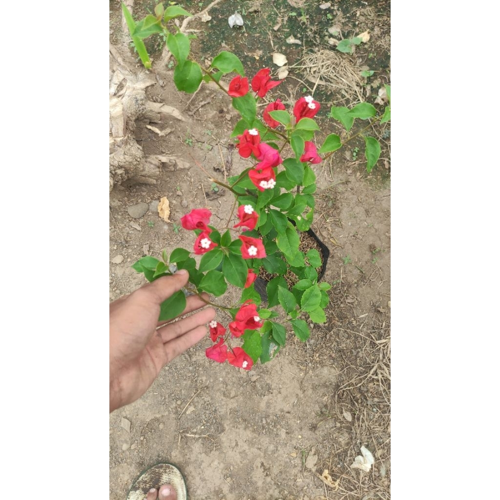 Bibit Bougenville Anggur